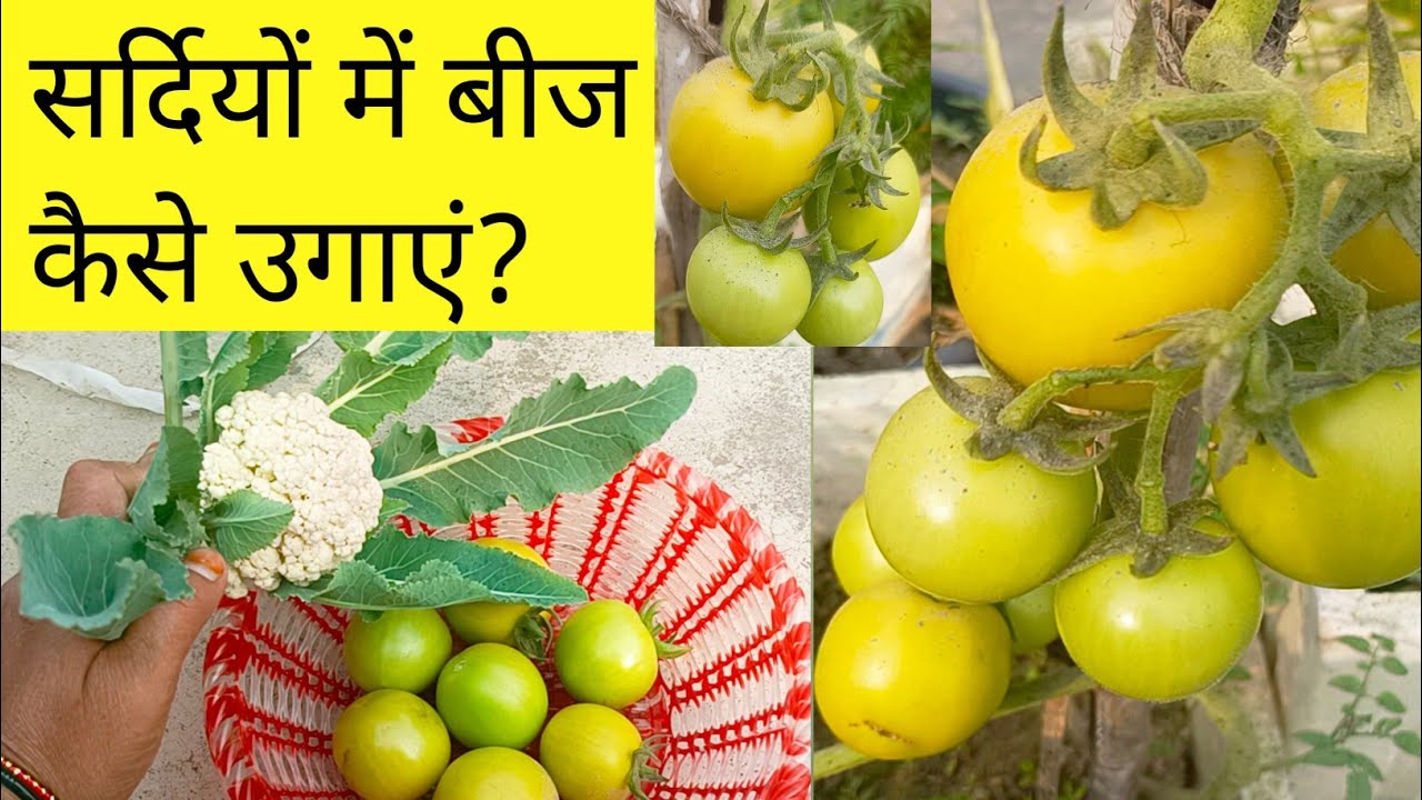 सर्दियों में बीज कैसे उगाएं /सर्दियों में सब्जियां कैसे उगाएं/How To Grow Seeds in winter/Gardening
