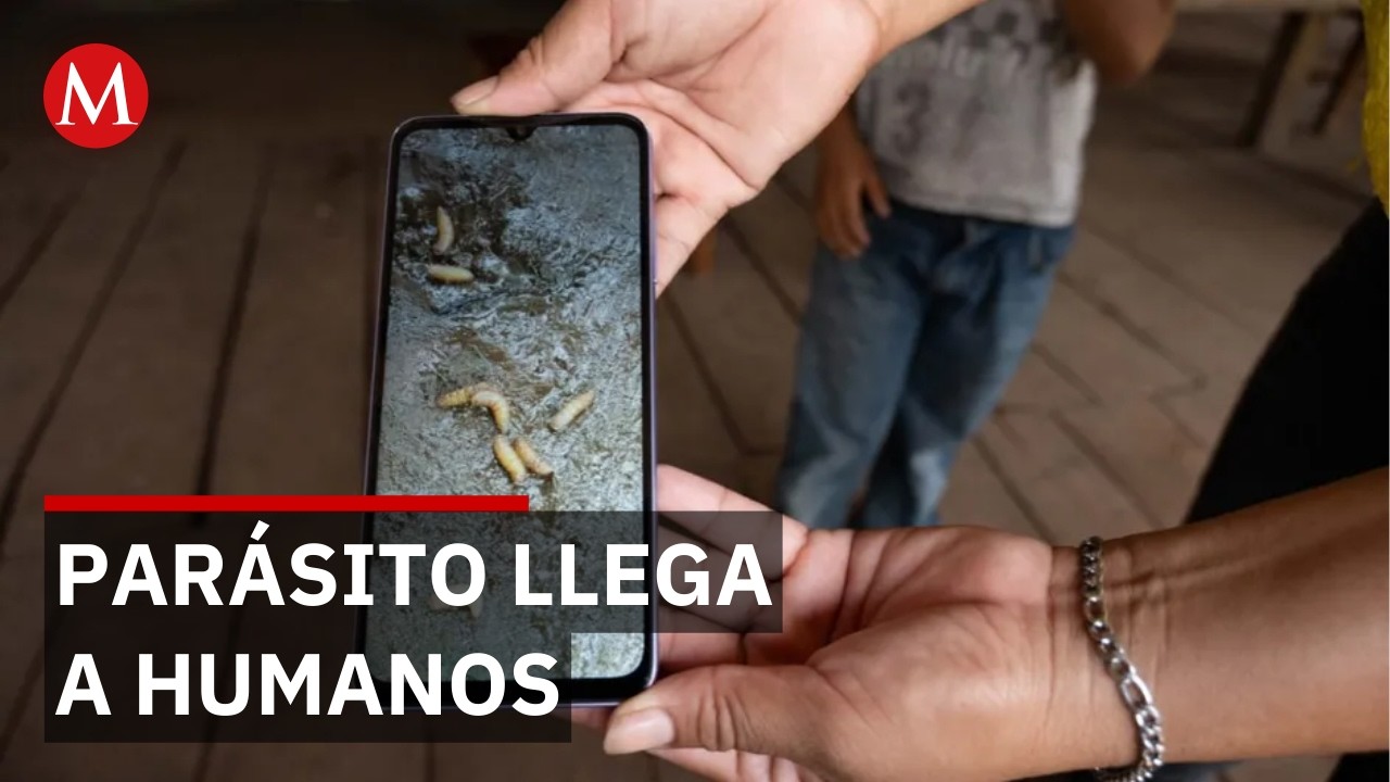 Detectan primeros casos de gusano barrenador en humanos en Puebla