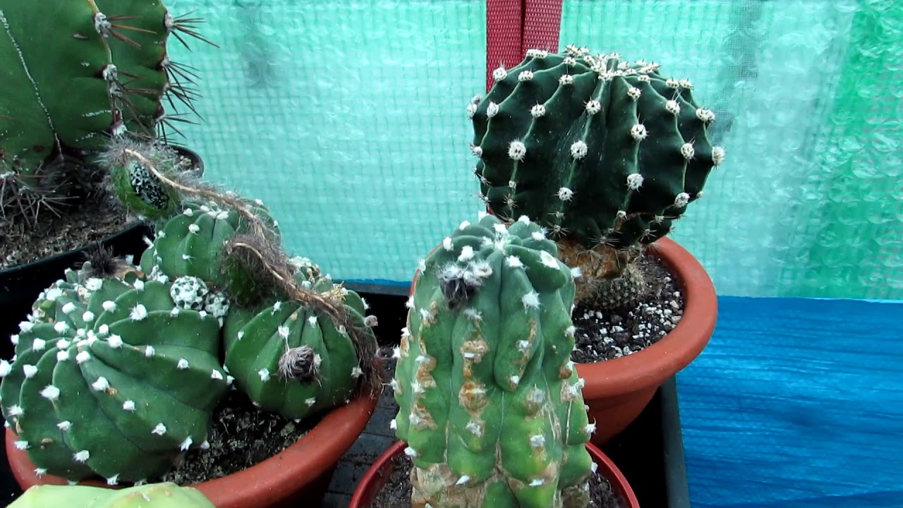 How to know when to Harvest Echinopsis Cactus Seeds The Sea Urchin Cactus- Domino Cactus