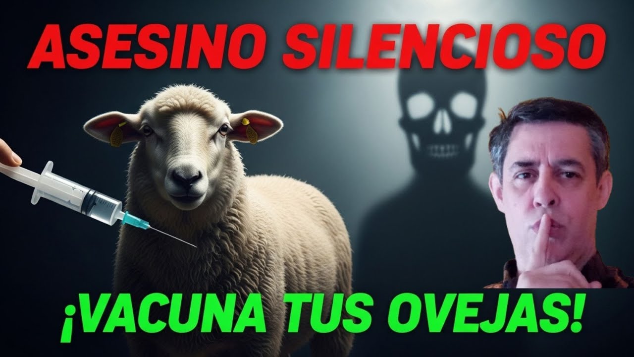 Enterotoxemia El asesino silencioso de las ovejas
