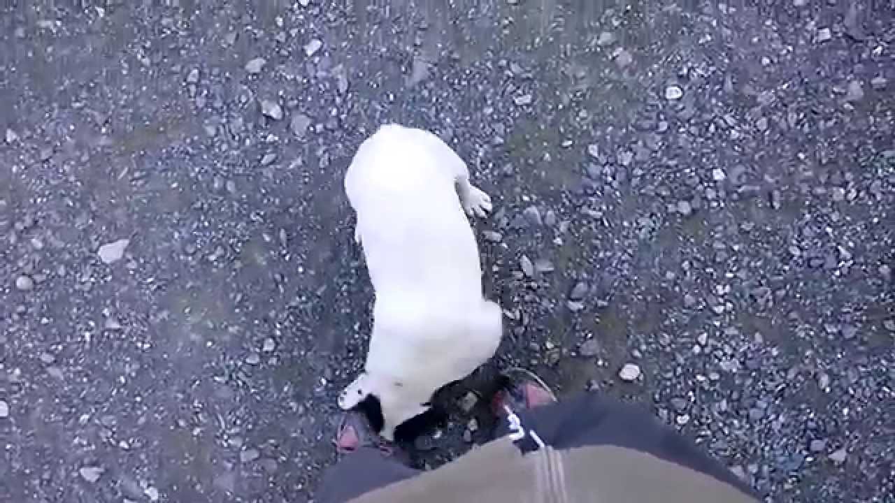 フレンチブルドッグ「ジェロニモ」　4ヶ月の仔犬の呼び戻しの練習　静岡県浜松市のブリーダー