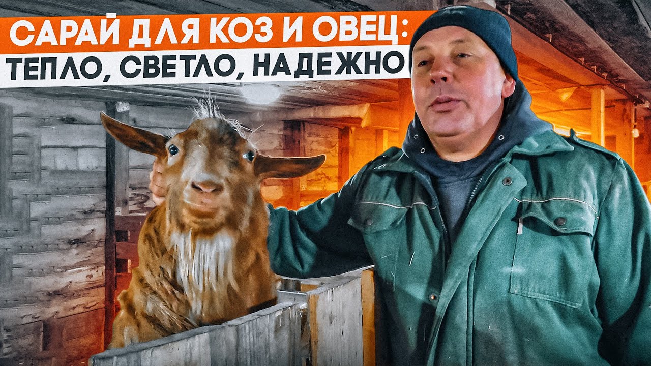 Обзор нового сарая для коз и овец, зимний вариант. 