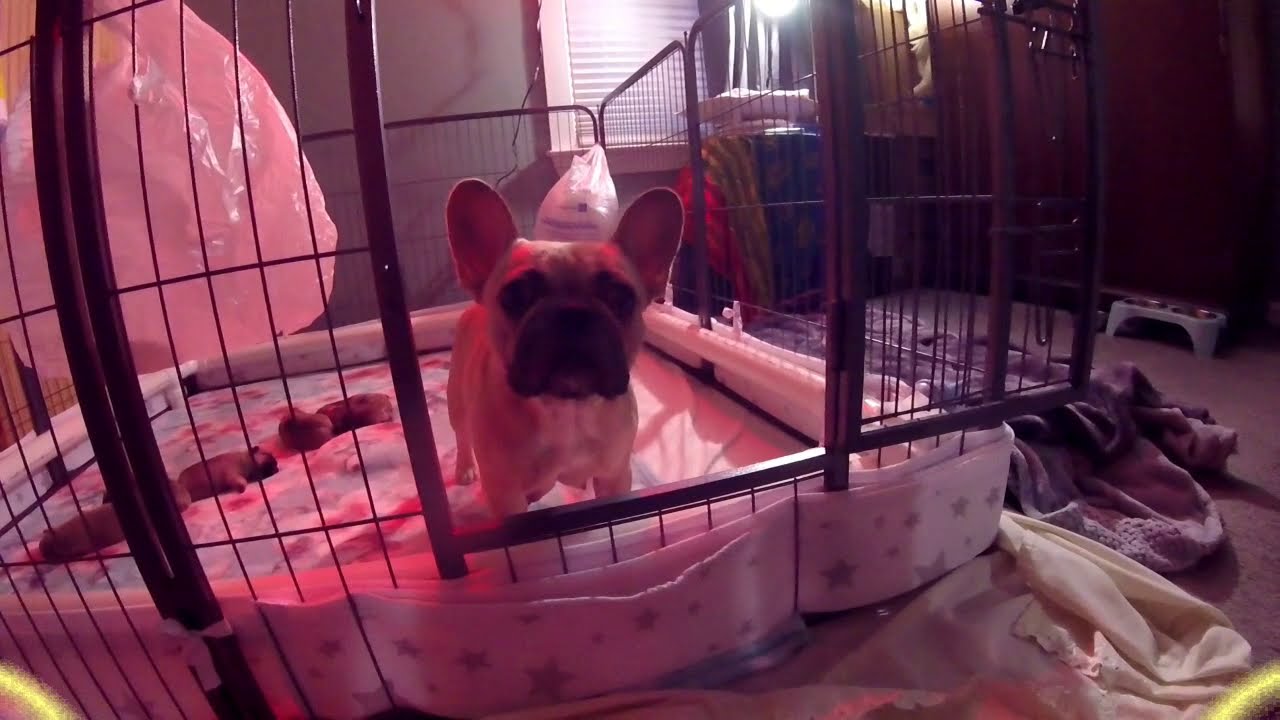 DIY PVC Dog Pen Bumpers to protect puppies from being crushed