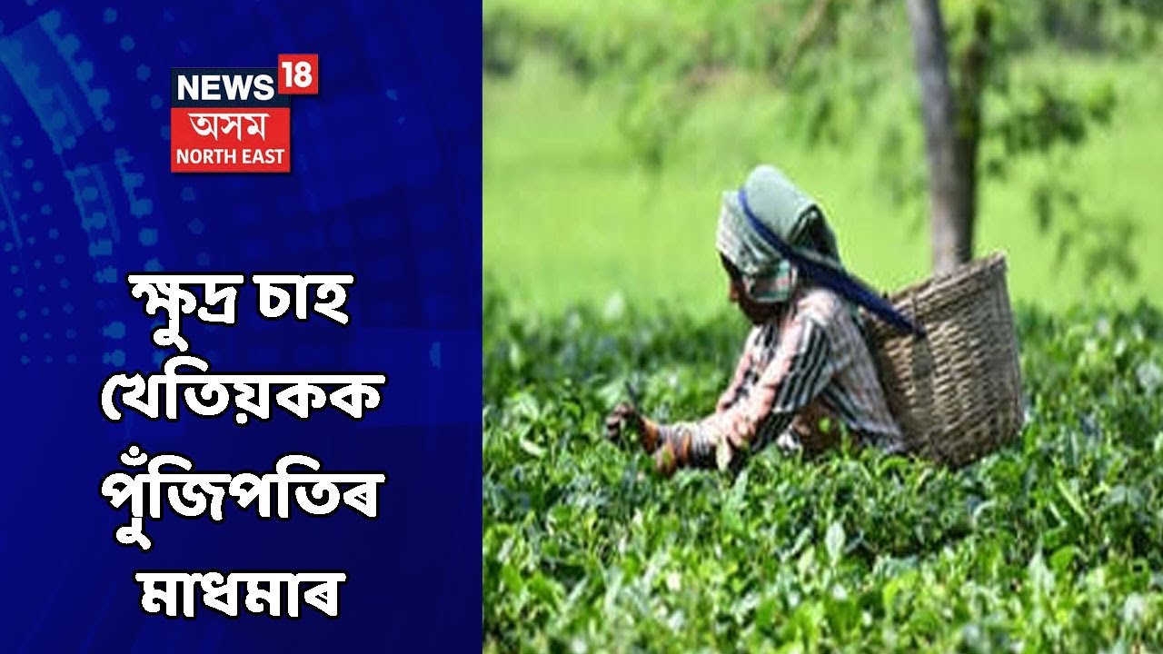 Tea Garden News | চাহ খেতিয়কৰ হাহাকাৰ