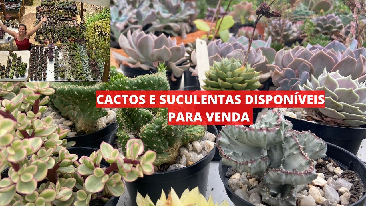 Cactos e Suculentas para venda - Enviamos para todo o Brasil - Estufa de Suculentas
