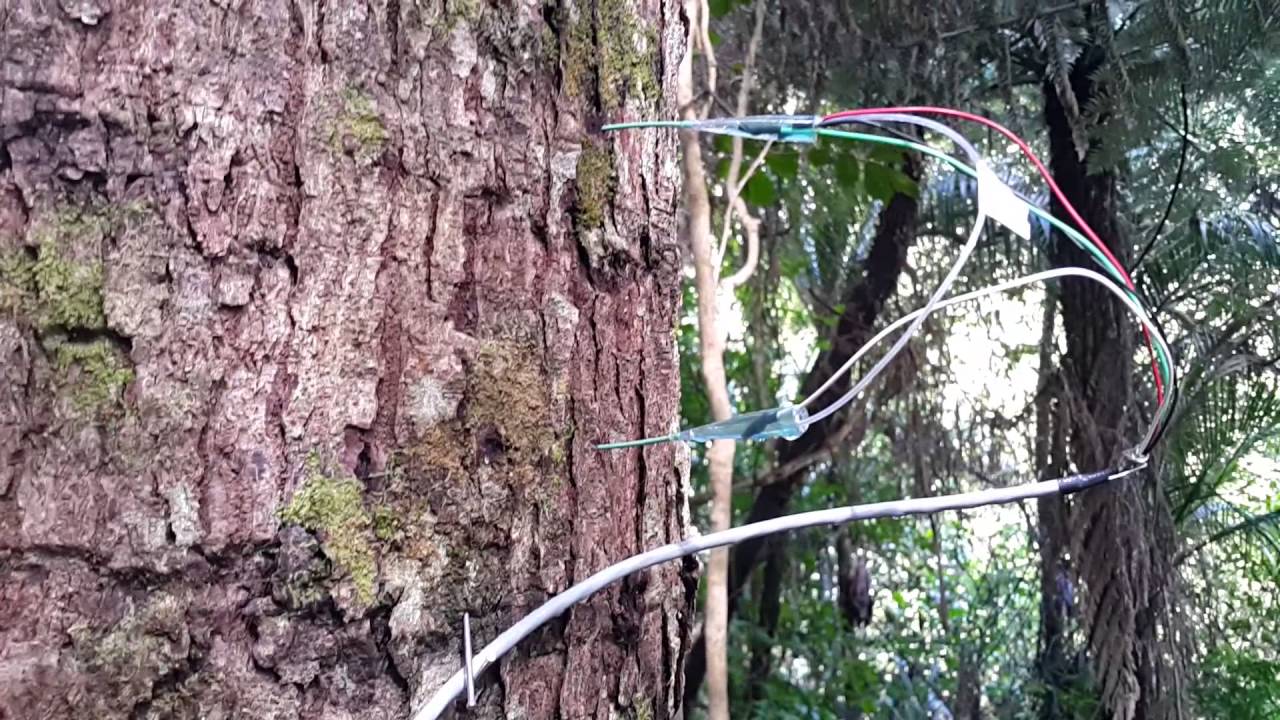 Sap flow sensors - how do they work?