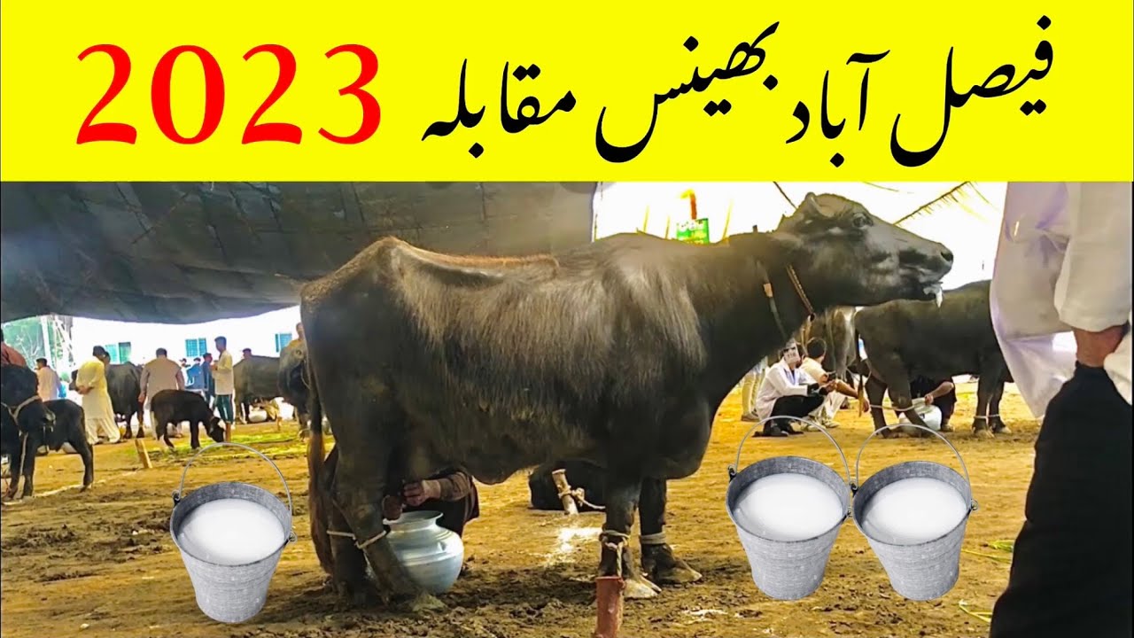Buffalo Milk Competition | Doodh Mela 2023 | Faisalabad Agriculture University March 2023