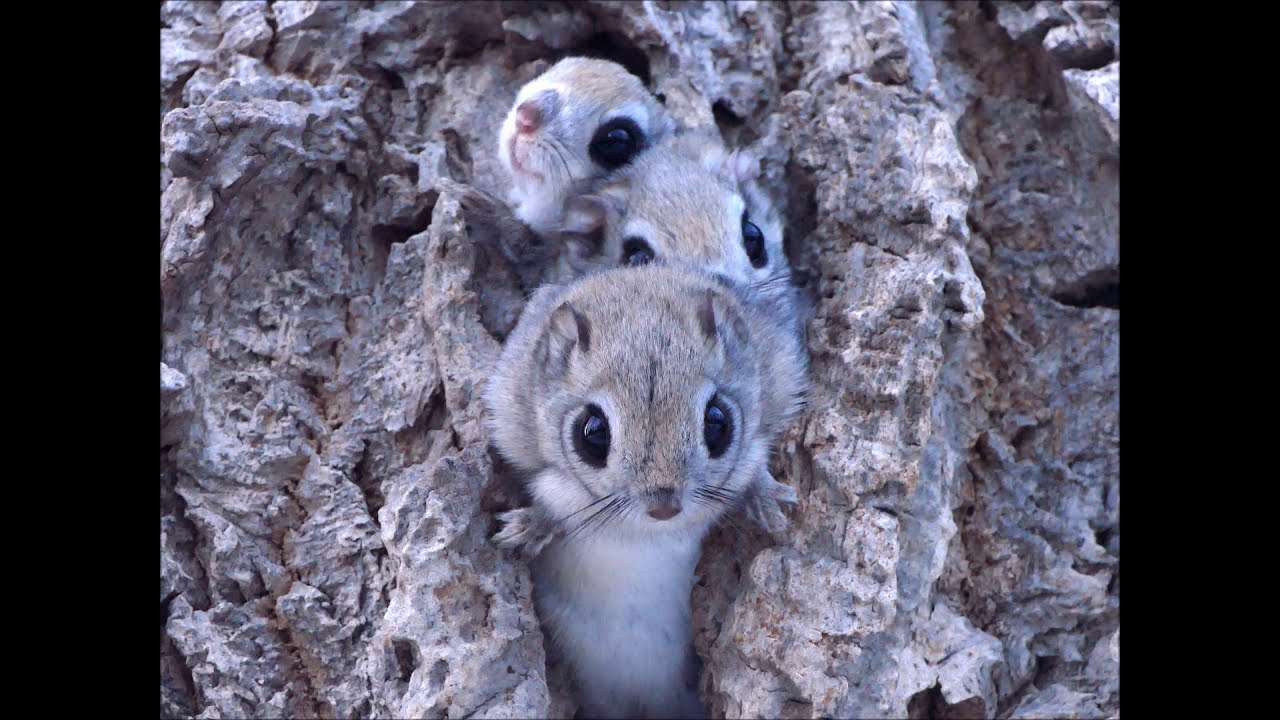 冬、複数で暮らすエゾモモンガⅡ（Ezo flying squirrel）