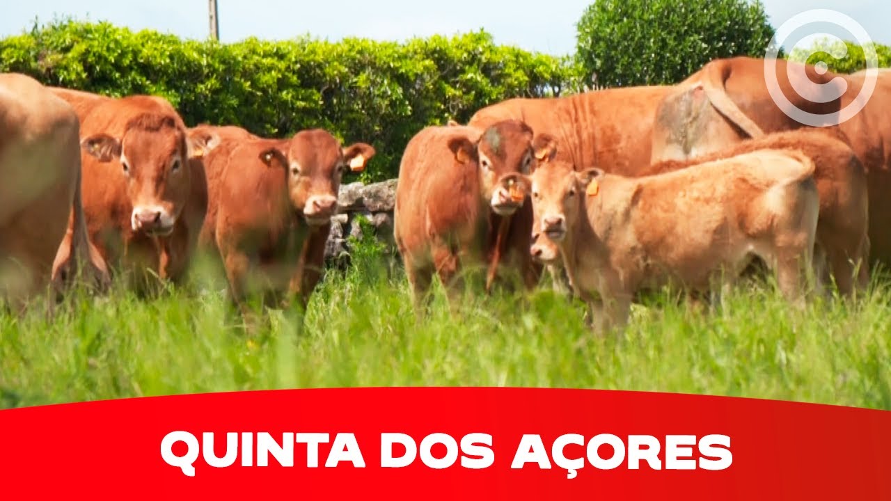 Clube de Produtores Continente | Quinta dos Açores
