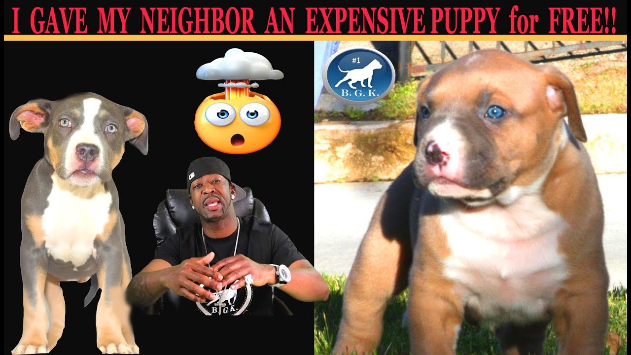 I gave my neighbor a huge pitbull PUPPY for FREE!! Story Time!