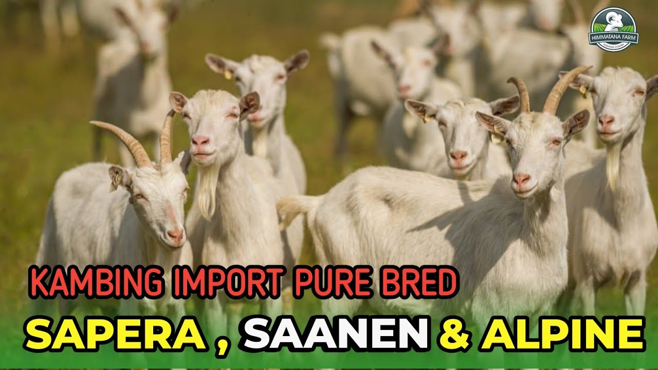 REVIEW KAMBING IMPOR PUREBRED SAPERA, SAANEN & ALPINE