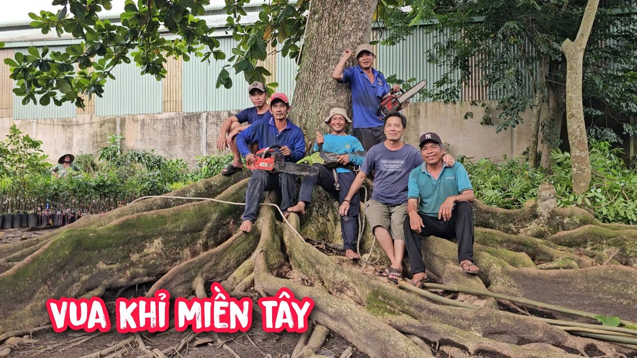 Vua Khỉ cưa hạ cây Bàng Siêu Khủng tại quê nhà (1/3)...