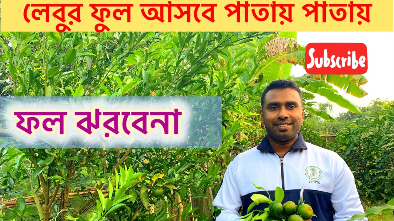 লেবু গাছে ফুল আনার ১০০% কার্যকর কৌশল | 100% effective strategies of flowering on lemon plant