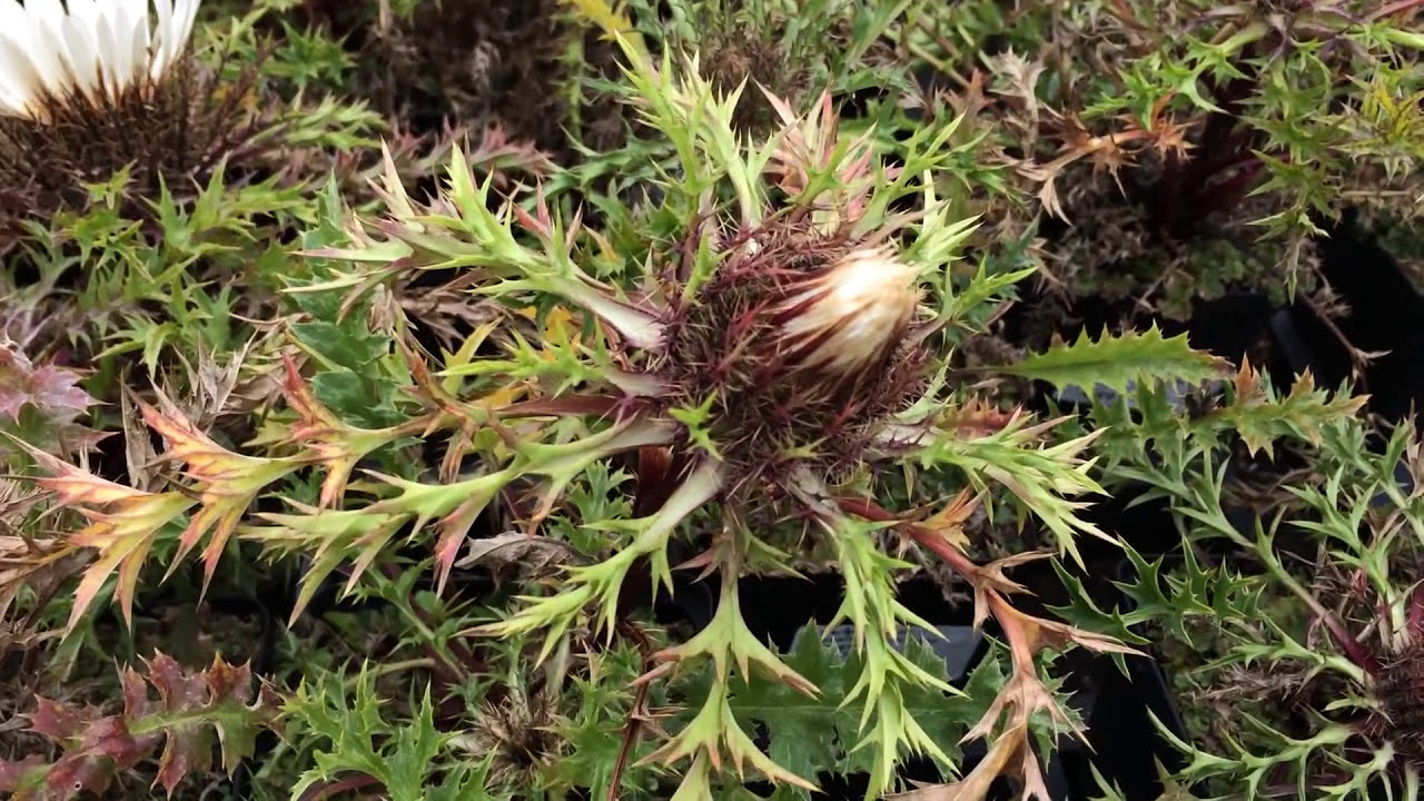 Carlina acaulis