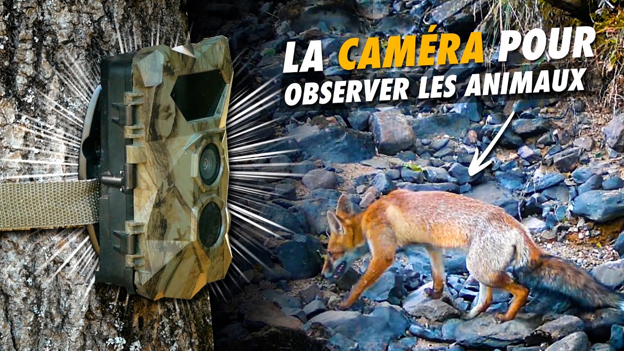 OBSERVER tous les ANIMAUX sauvages avec ce PIÈGE PHOTO ! 🦊