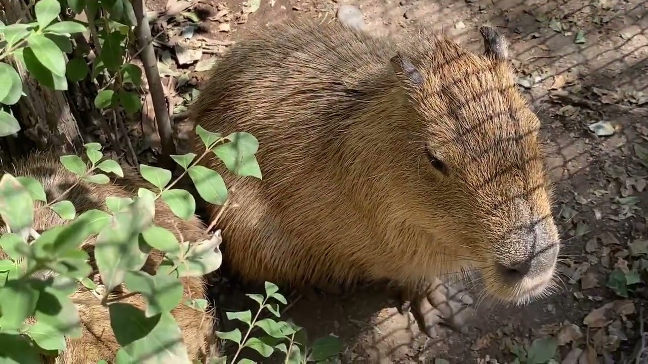 BUIN ZOO TE ACOMPAÑA EN CASA (La casa de los capibaras)