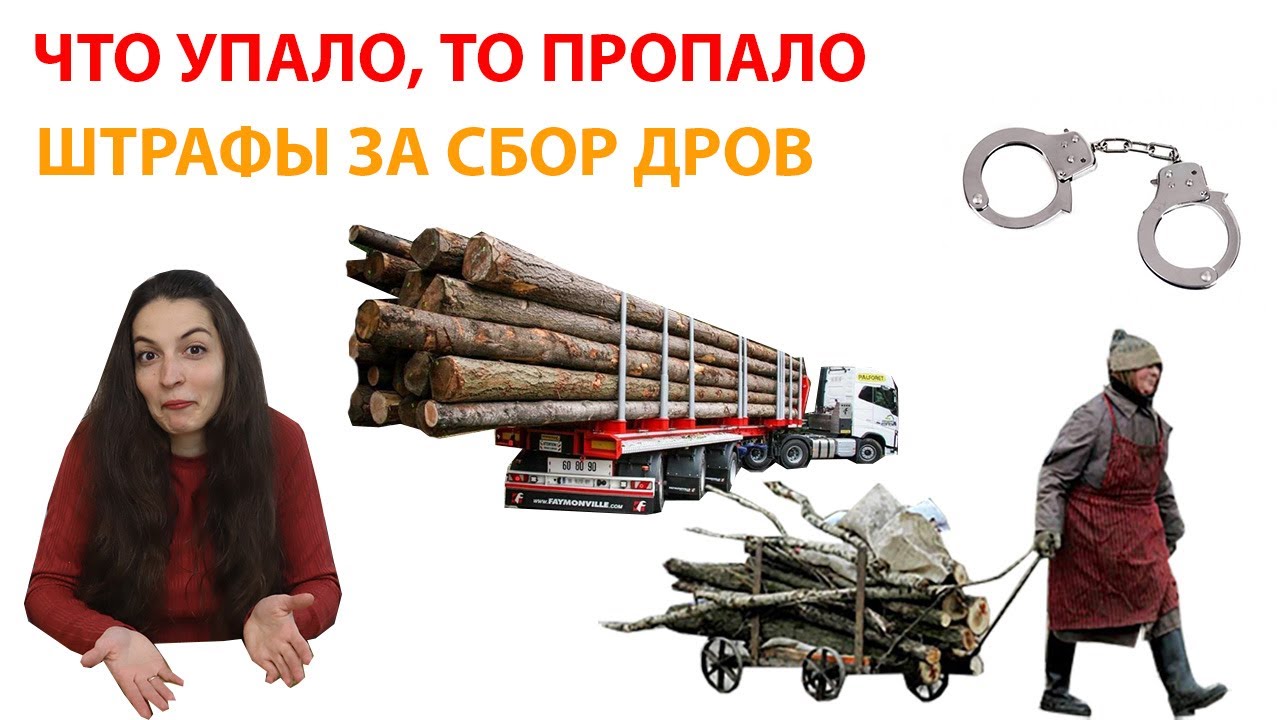 Можно собирать дрова и валежник в лесу? Какой грозит штраф?