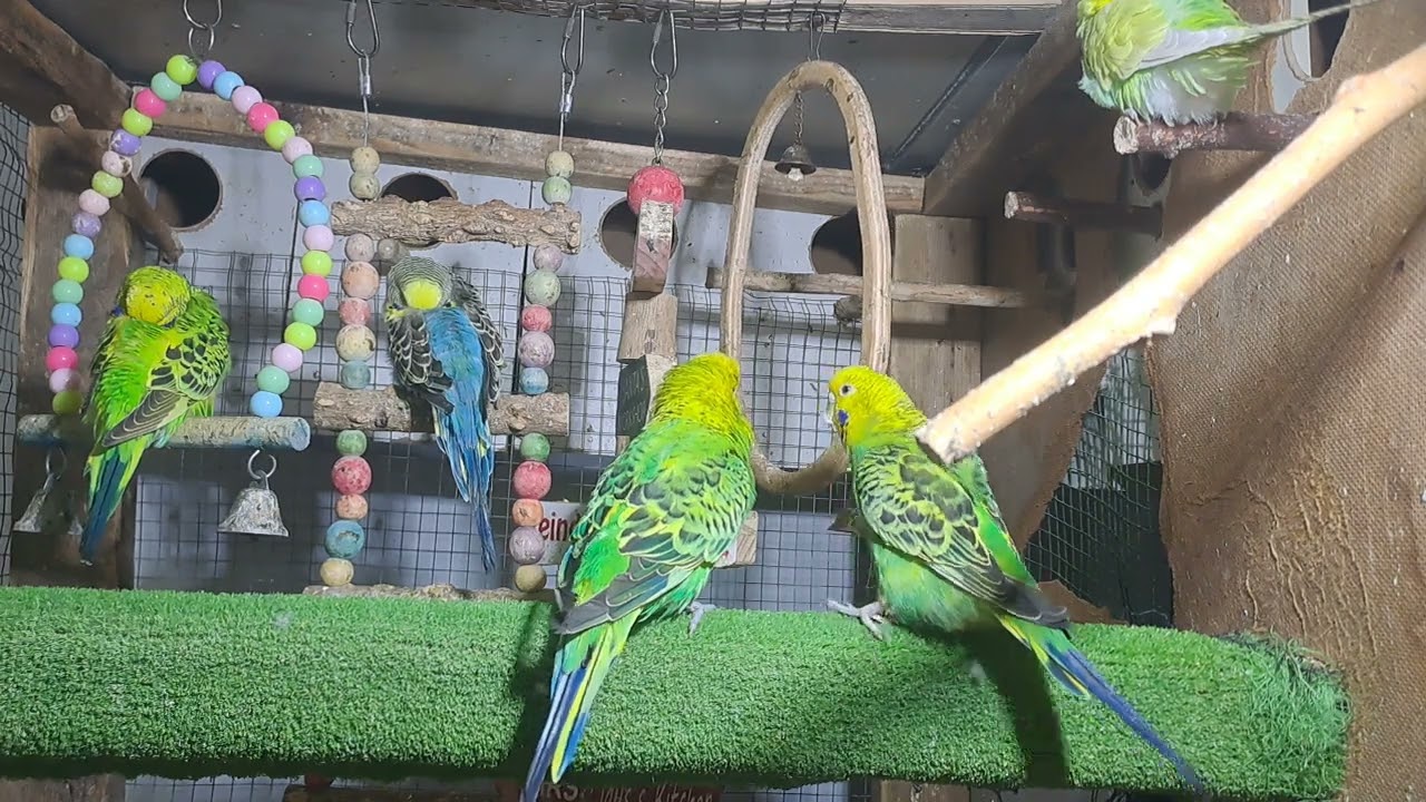 Parrot Behavior Moments