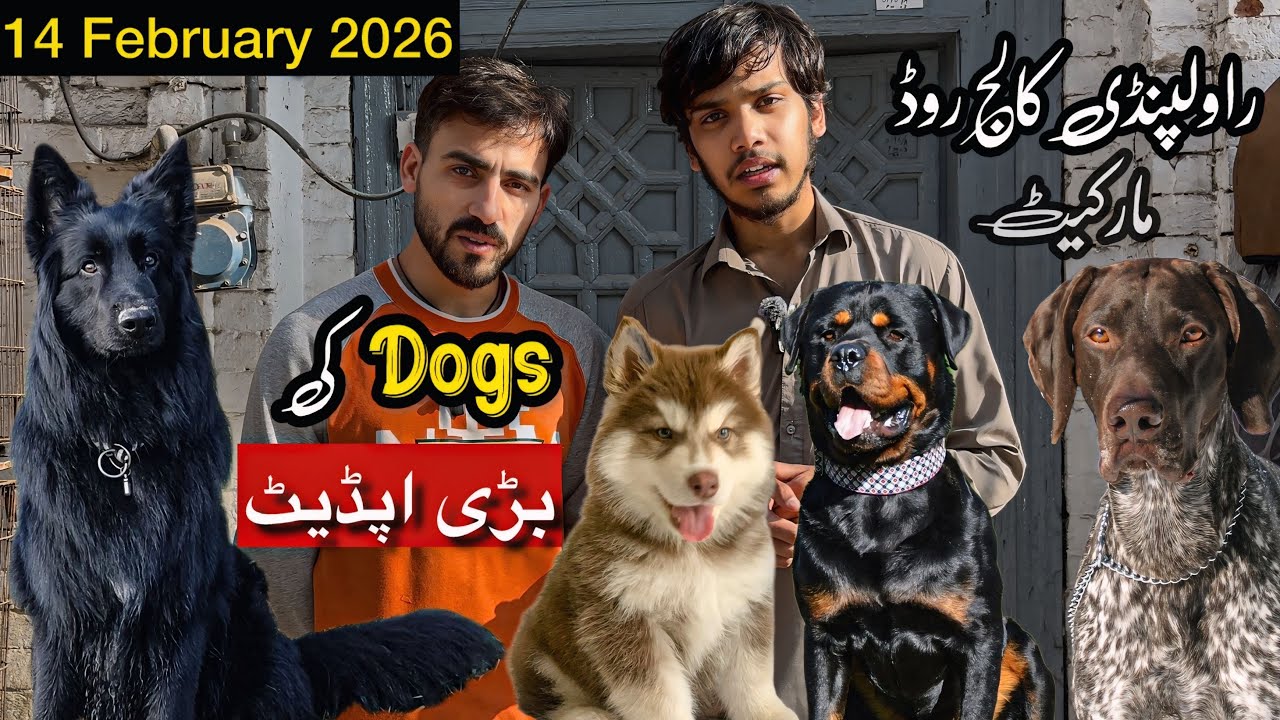 Rawalpindi College Road | Biggest Offer On Dog In 2026 | Shahzain Animals Vlogs 