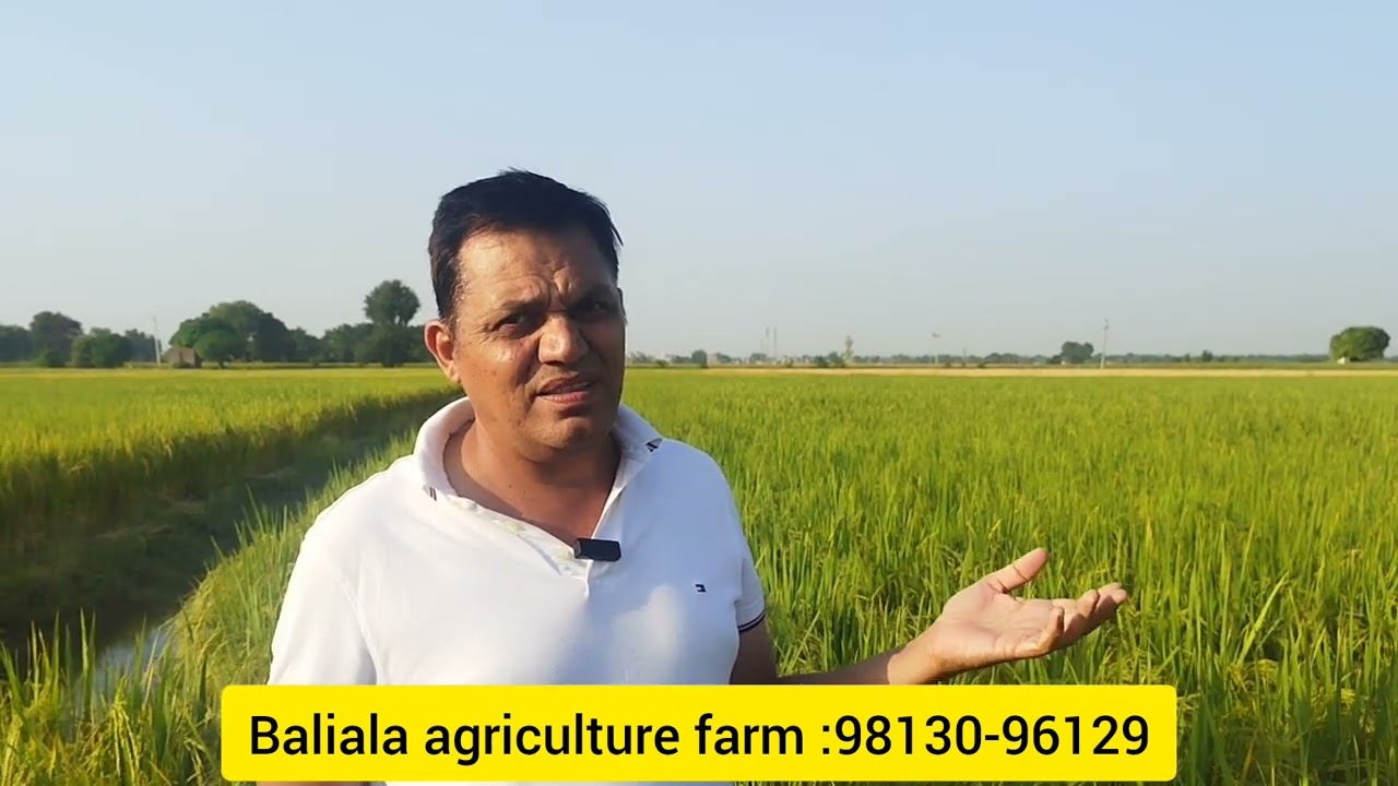  pusa 1886 basmati variety