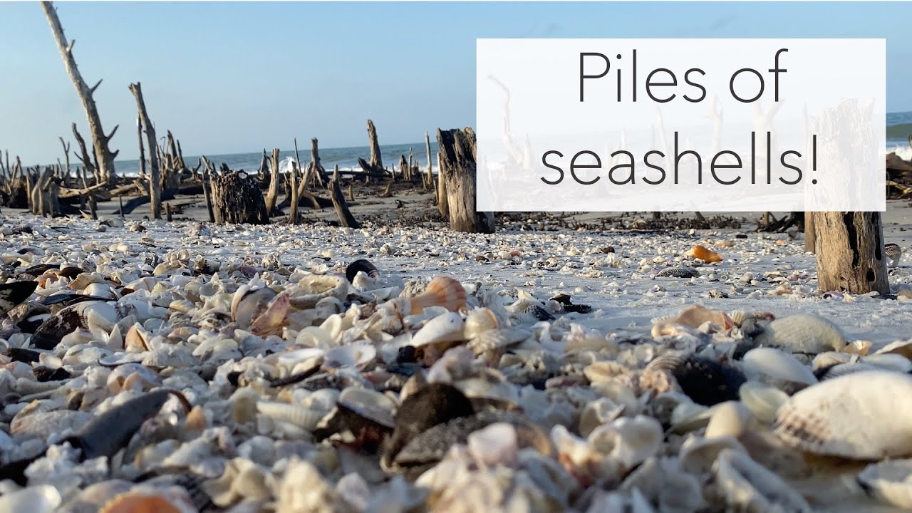 What will you find on a shell tour? Kice Island beach treasures found!
