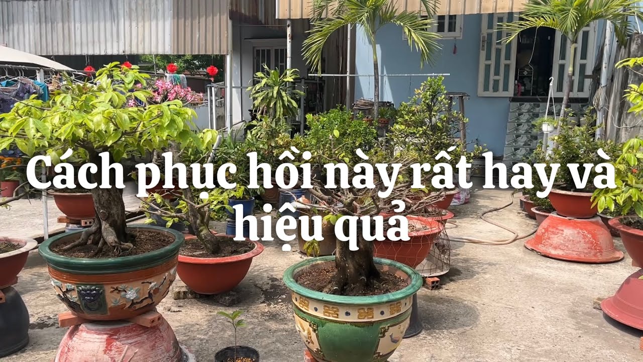 Cách phục hồi mai sau trổ bông này rất hay và hiệu quả // 8-1 âl 
