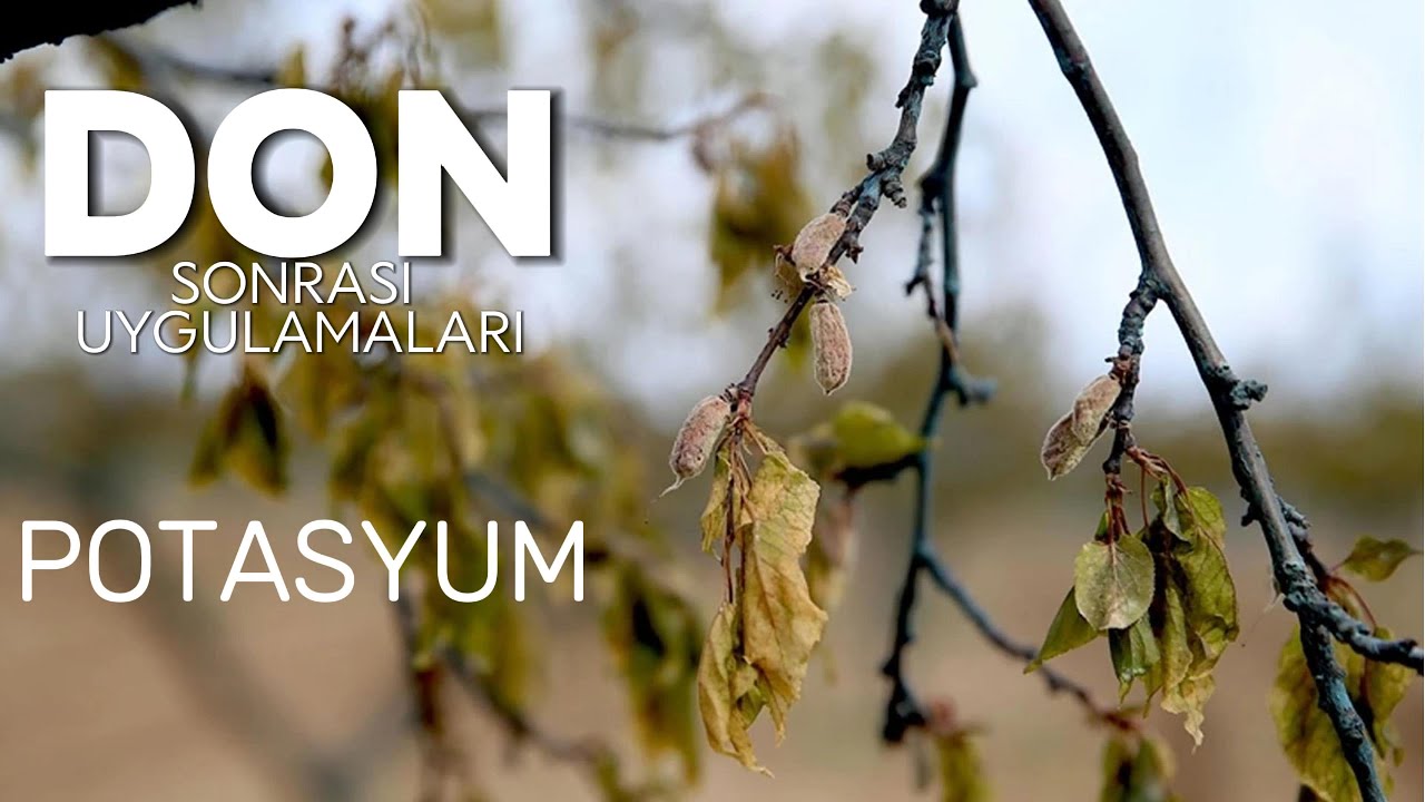 DON sonrası neler yapılabilir? Doğru potasyum kullanım zamanı