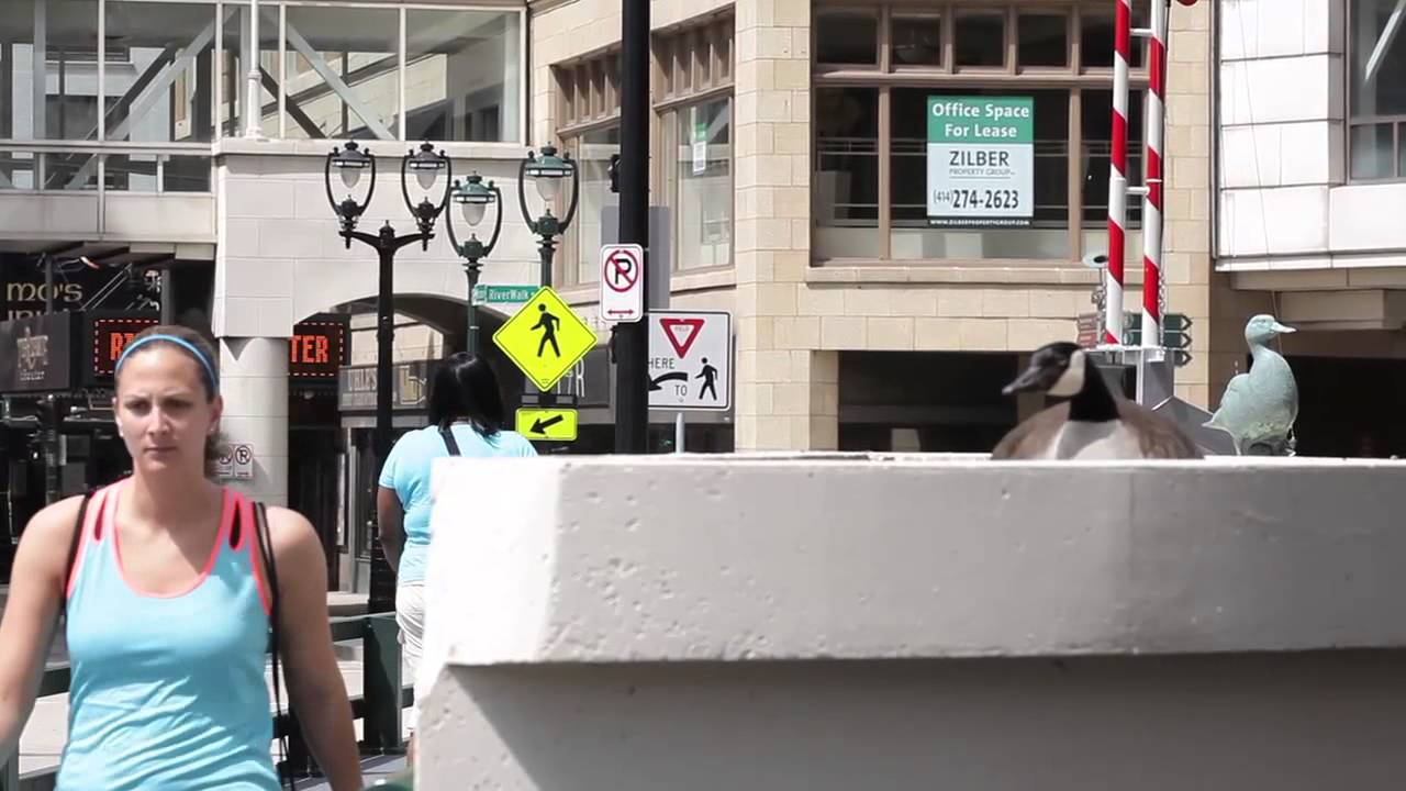 Goose finds home in downtown Milwaukee