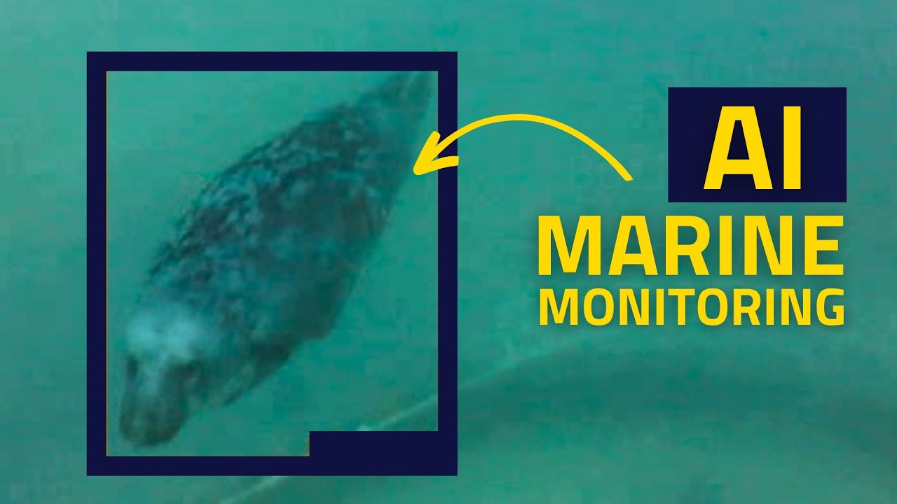 Marine Monitoring Using AI | SeaFrame Project funded by Innovate UK