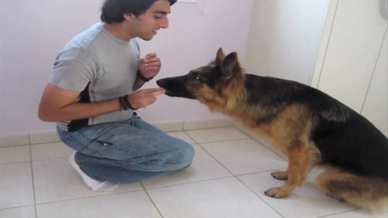 Dog Trick Tutorial: 