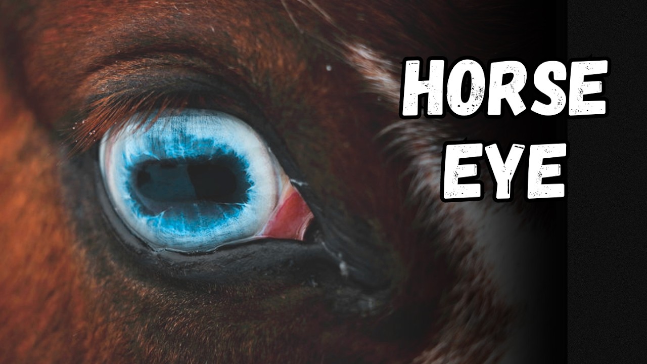 How Horses See the World - Part 2
