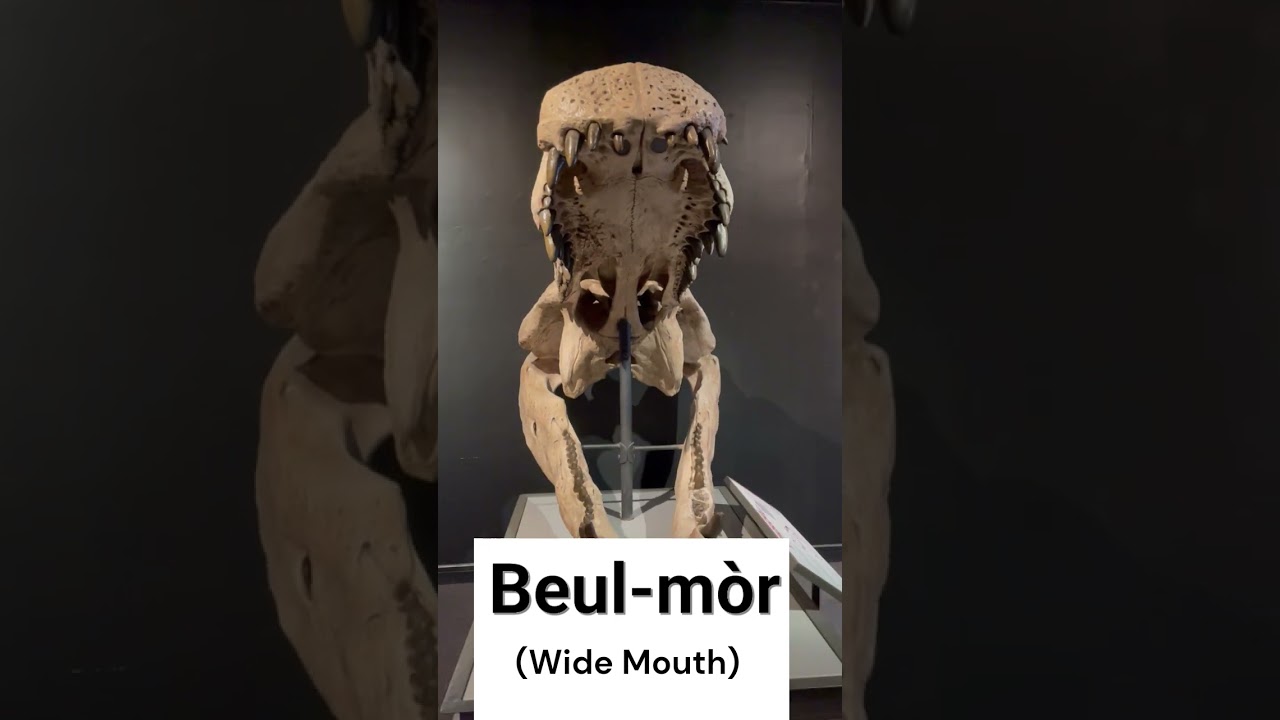 Beul-m&ograve;r is wide mouth in Gaelic.