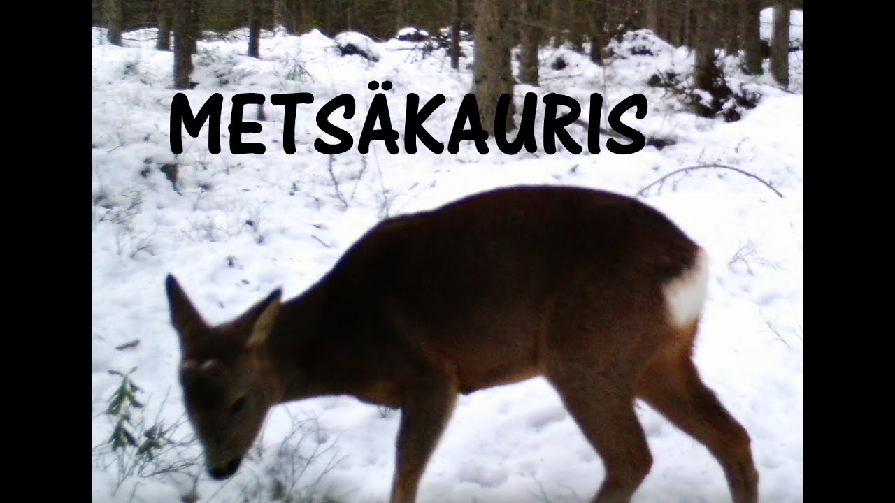 Mets&auml;kauris