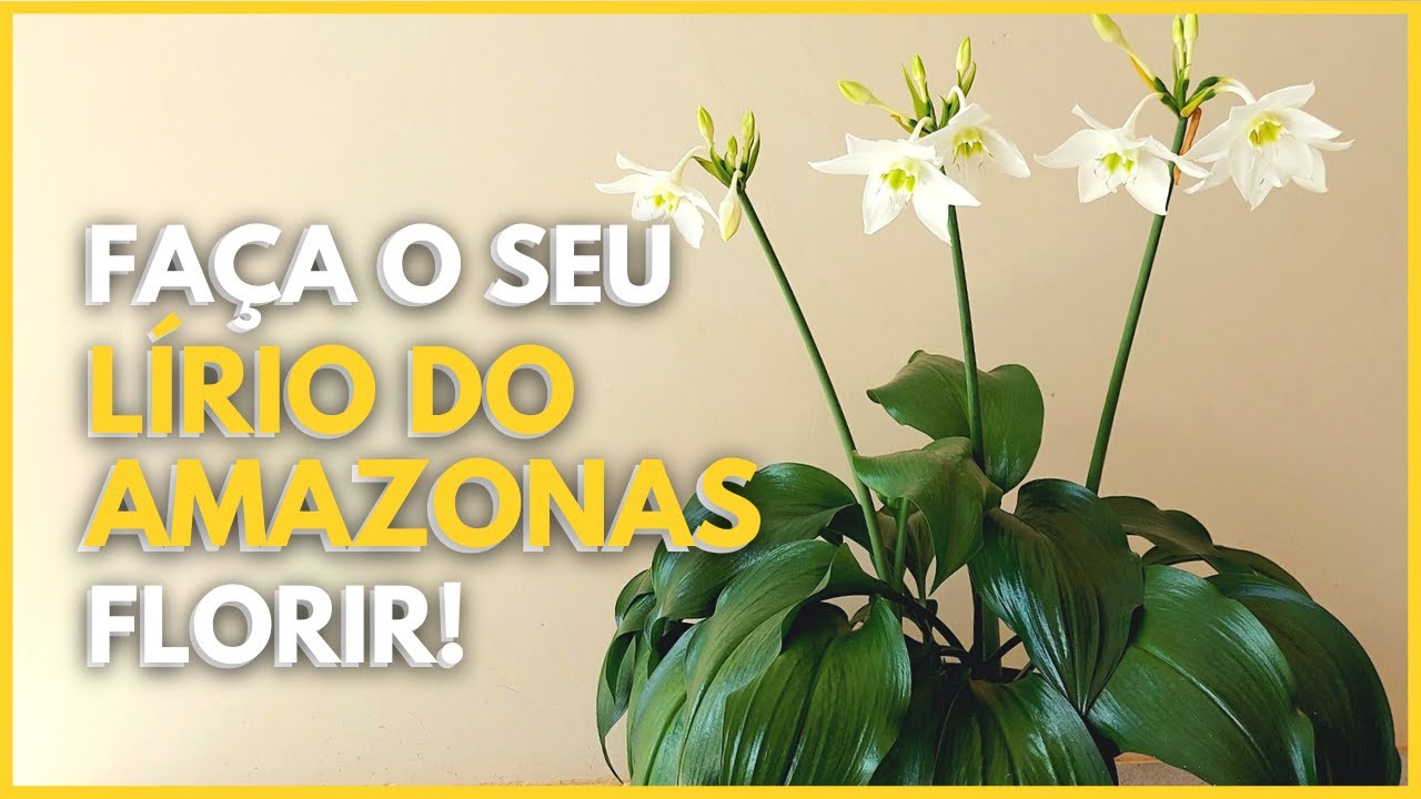 LÍRIO DO AMAZONAS | 5 dicas para o Lírio do Amazonas florir todo ano!