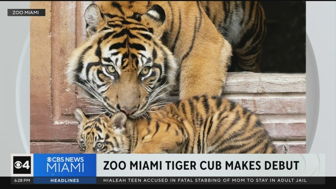Sumatran Tiger cub makes debut at Zoo Miami