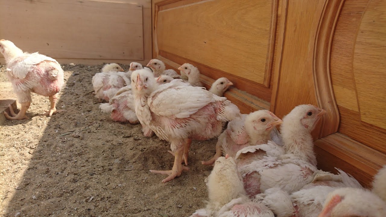 Creșterea puilor de carne și cei de rasa mixta 🐥
