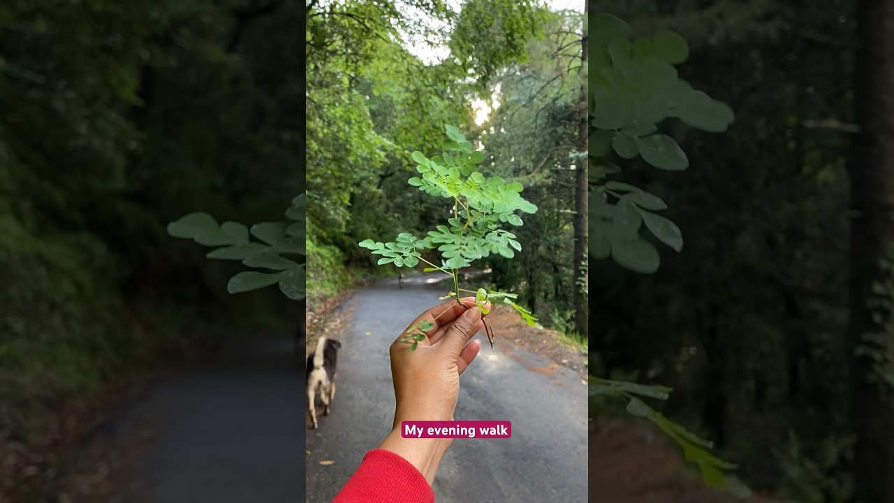 What my evening walk in the nearby forest looks like 