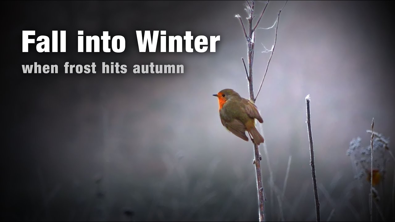 Fall into Winter | Cinematic Nature Film with Robin & Highland Cattle