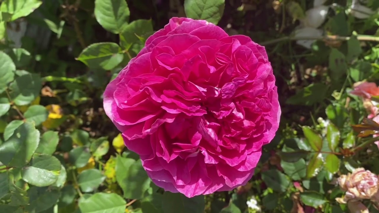 Quick review Gabriel Oak David Austin English shrub rose