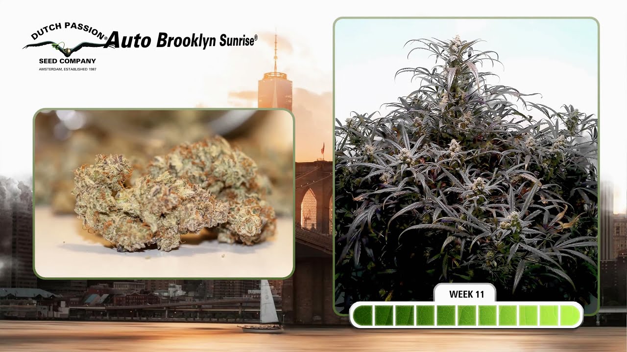 Auto Brooklyn Sunrise - Timelapse of Growing