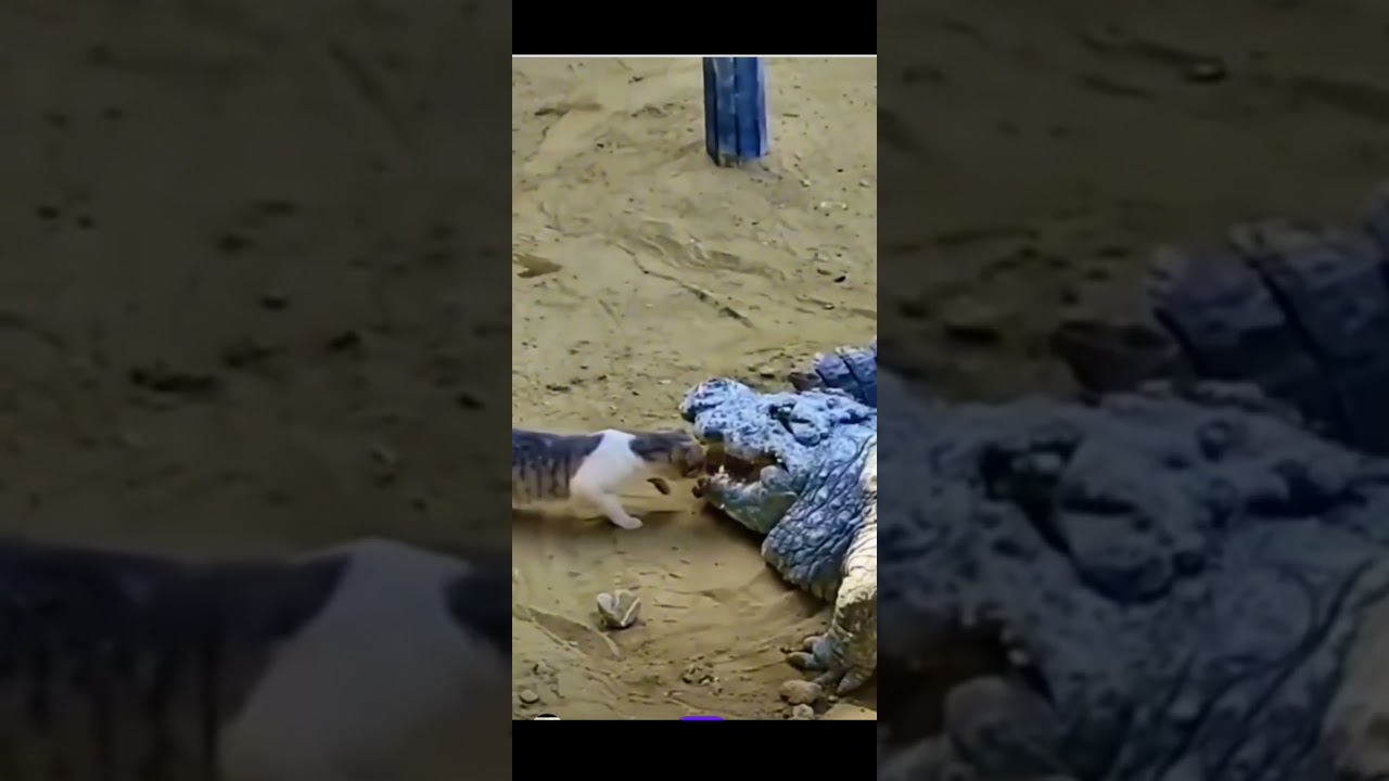 Divine cat神猫
