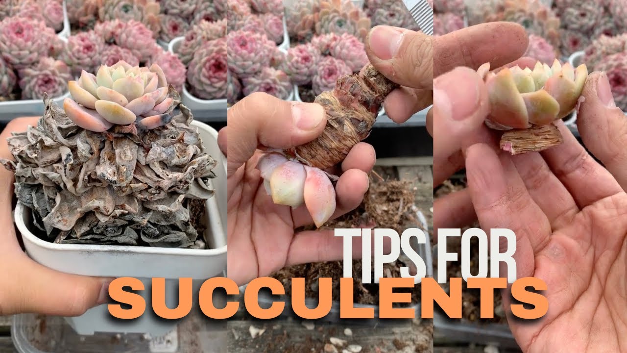 Useful Tips For Succulents - Part 93 | 多肉植物 | 다육이들 | Suculentas