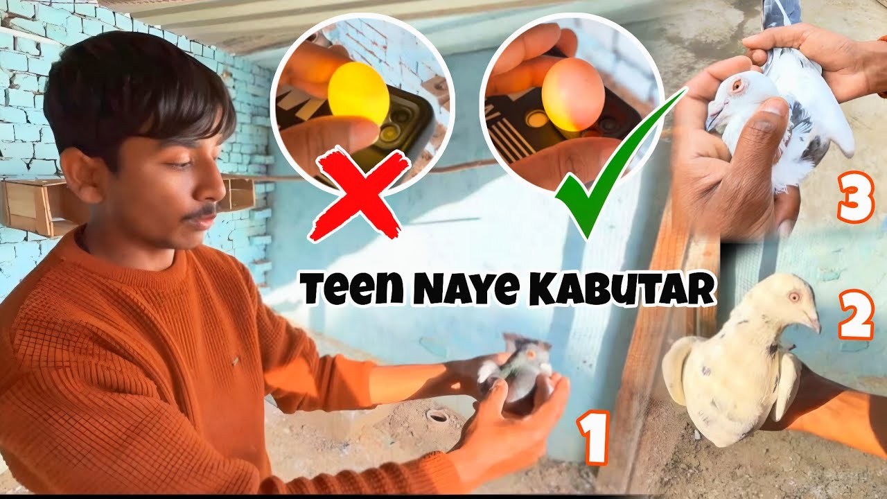 Teen Naye Kabutar Mini Zoo Me Dale 😍 || कबूतर के अंडों को चेक किया | 