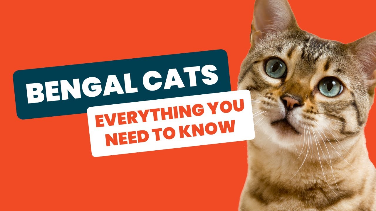 Bengal Cat 101: Everything You Need to Know About These Wild-Looking Felines