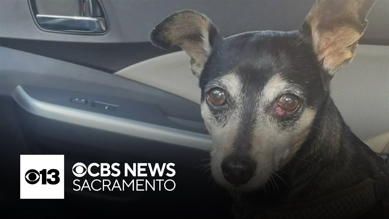 Yolo County DA investigates deadly dog attack at Woodland park
