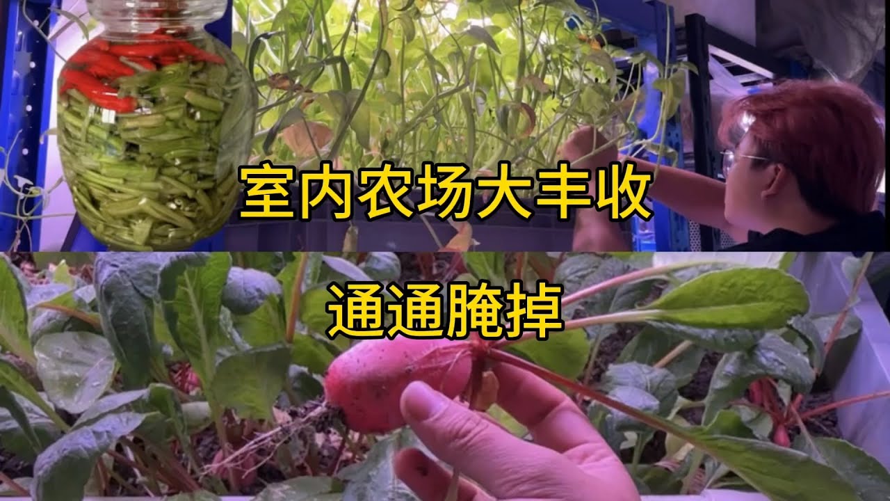 没想到室内农场也有生产过剩的一天【刘惟与】#室内农场 #生态循环 #沙雕日常 #鱼菜共生