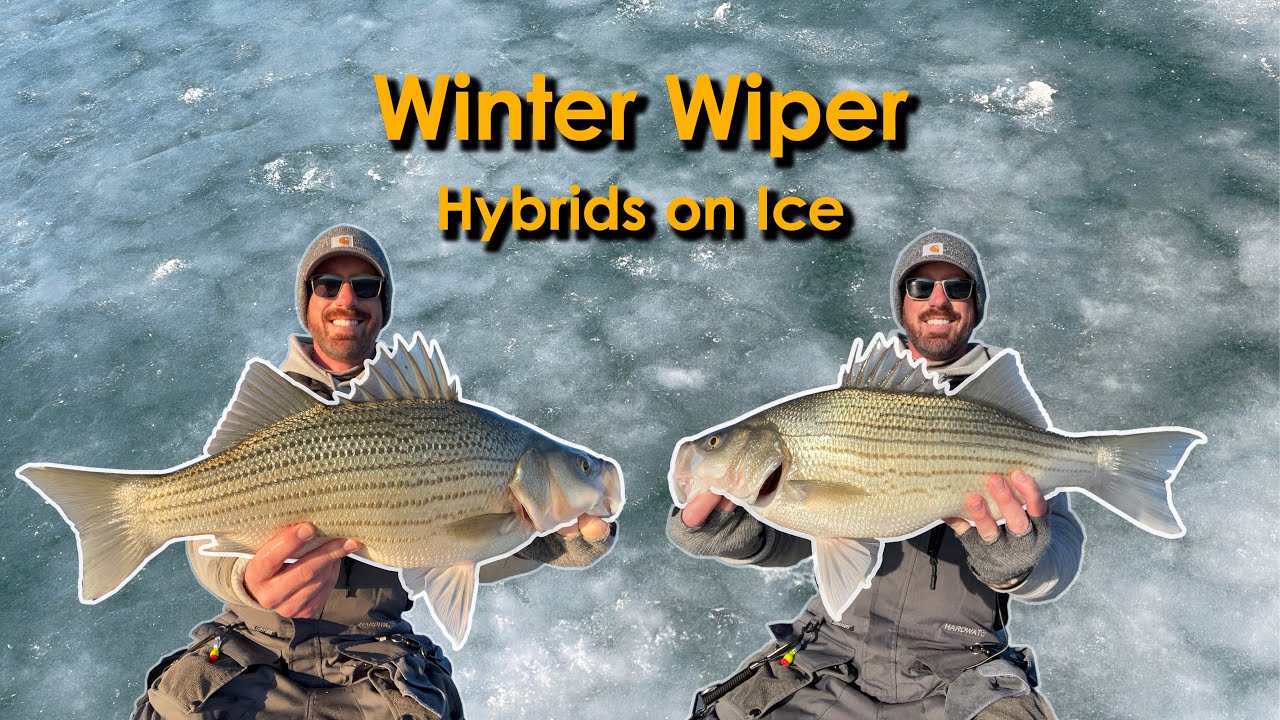 Wiper Ice Fishing | One of My Best Days On the Ice Catching Striper