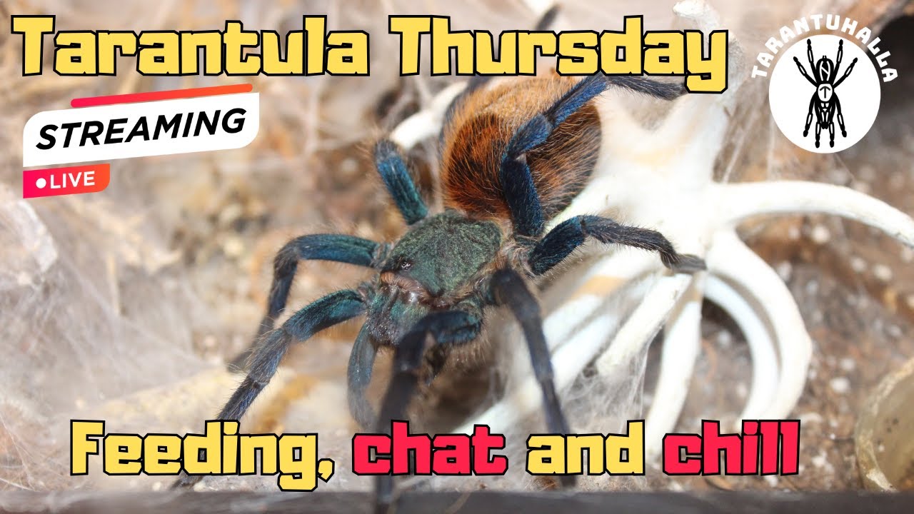 Tarantula Thursday - Feed, chat and chill 20.11.2025  #live