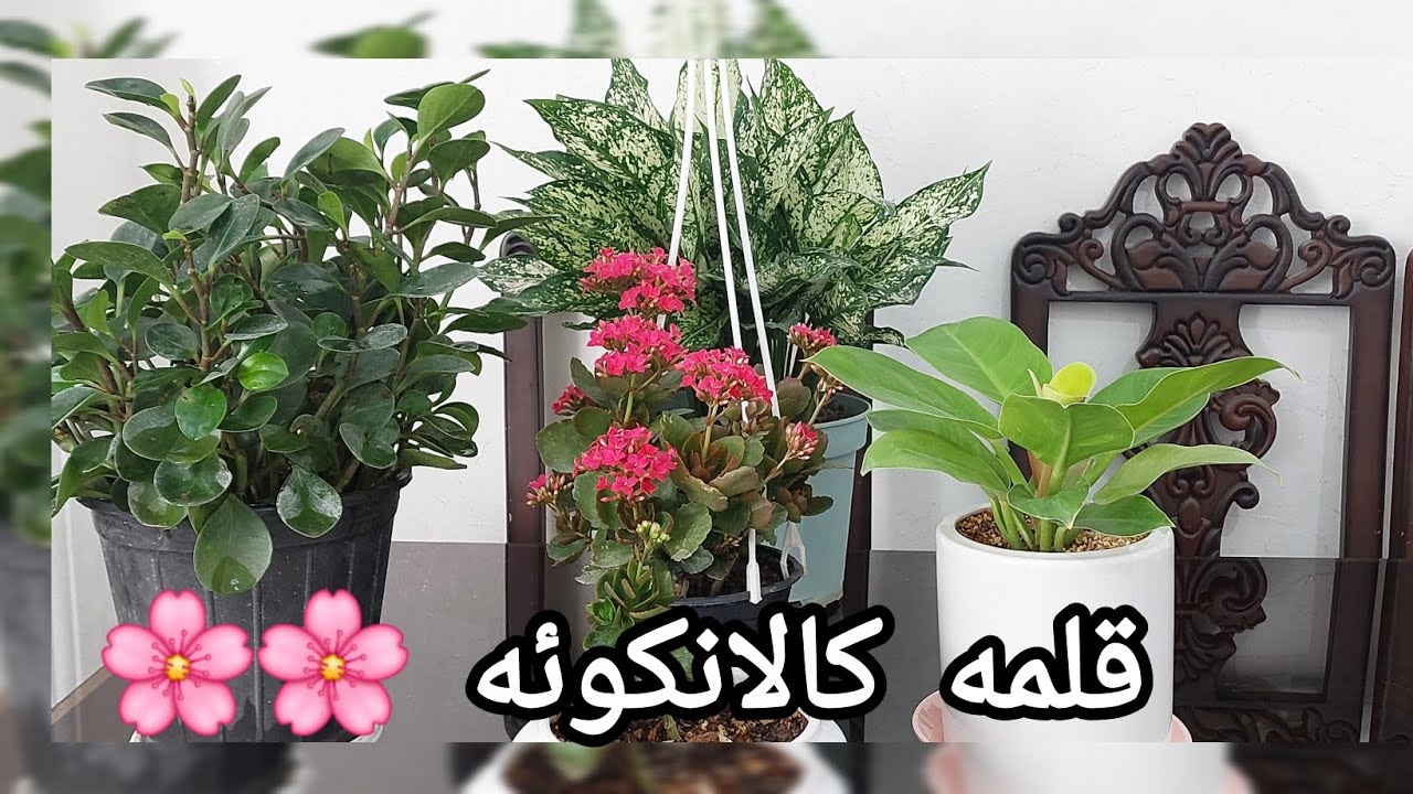 تکثیر کالانکوئه و فرق آن با گیاه برگ قاشقی🌸🌱