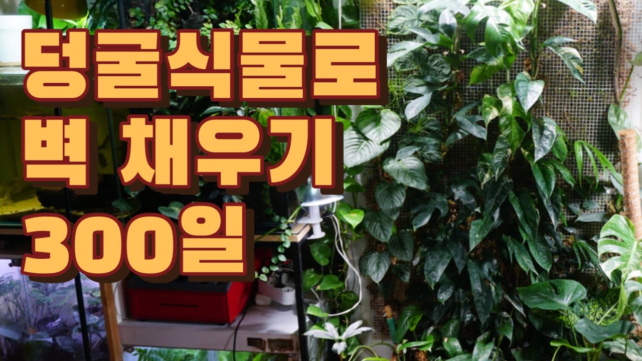 벽 하나를 덩굴식물로 채우는 데 300일이 걸렸습니다. 300일간의 기록! #식물 #식물튜브 #식물집사 #식물탐구 #식물일기